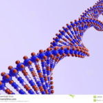Understanding the Science Behind Your DNA Results